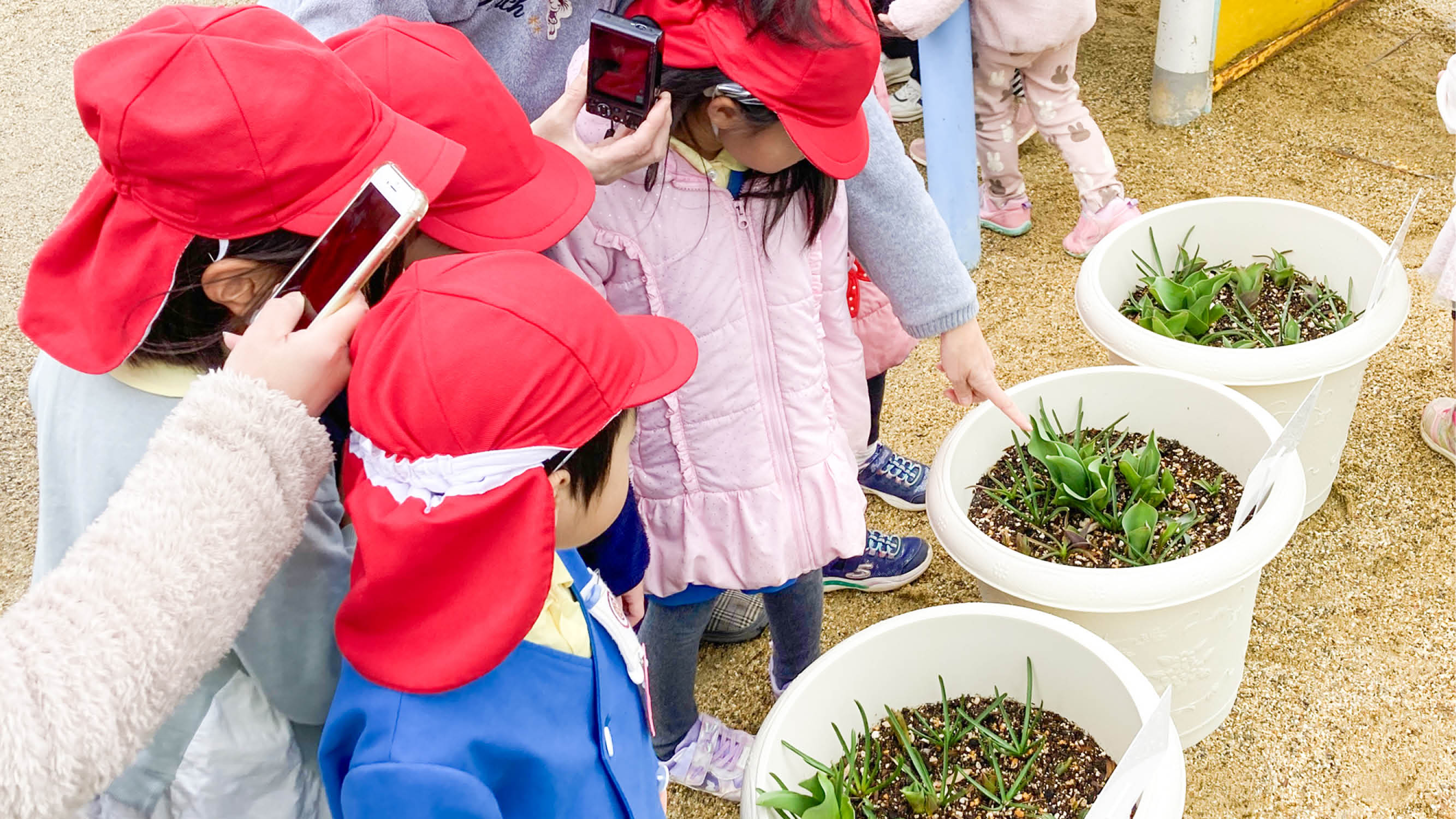 チューリップ配達